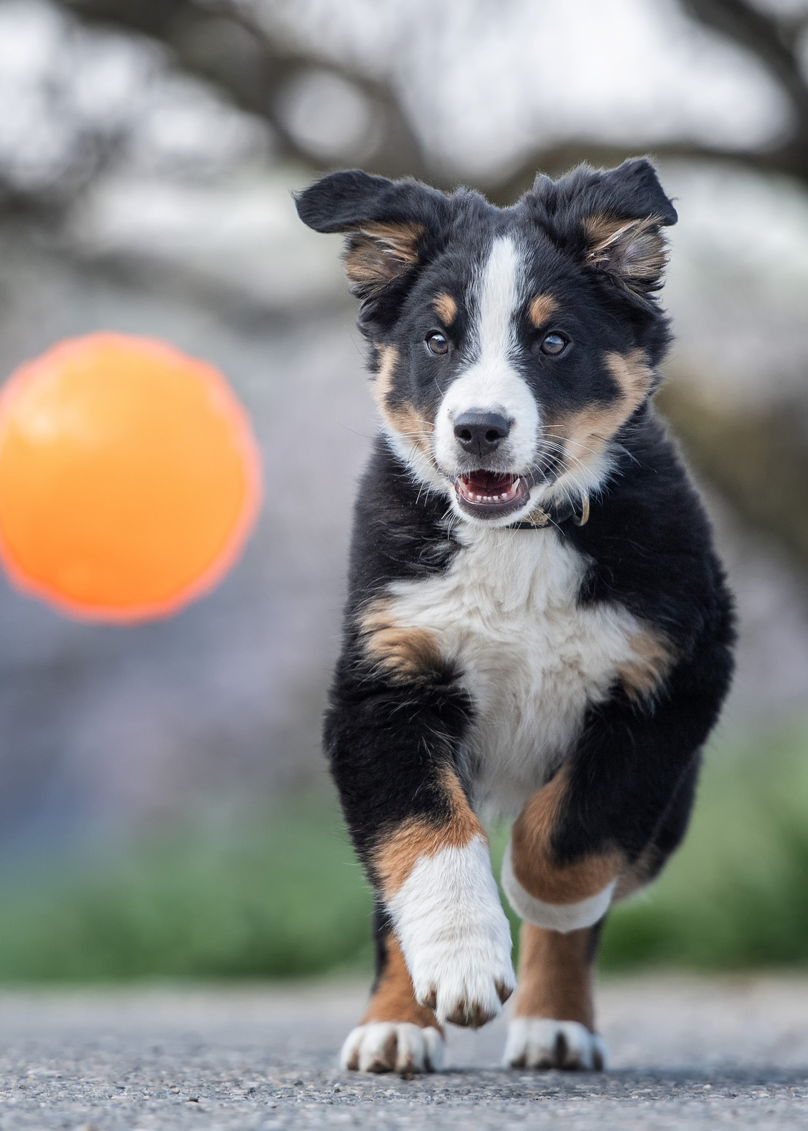 Junger Berner Sennenhund rennt auf die Kamera zu