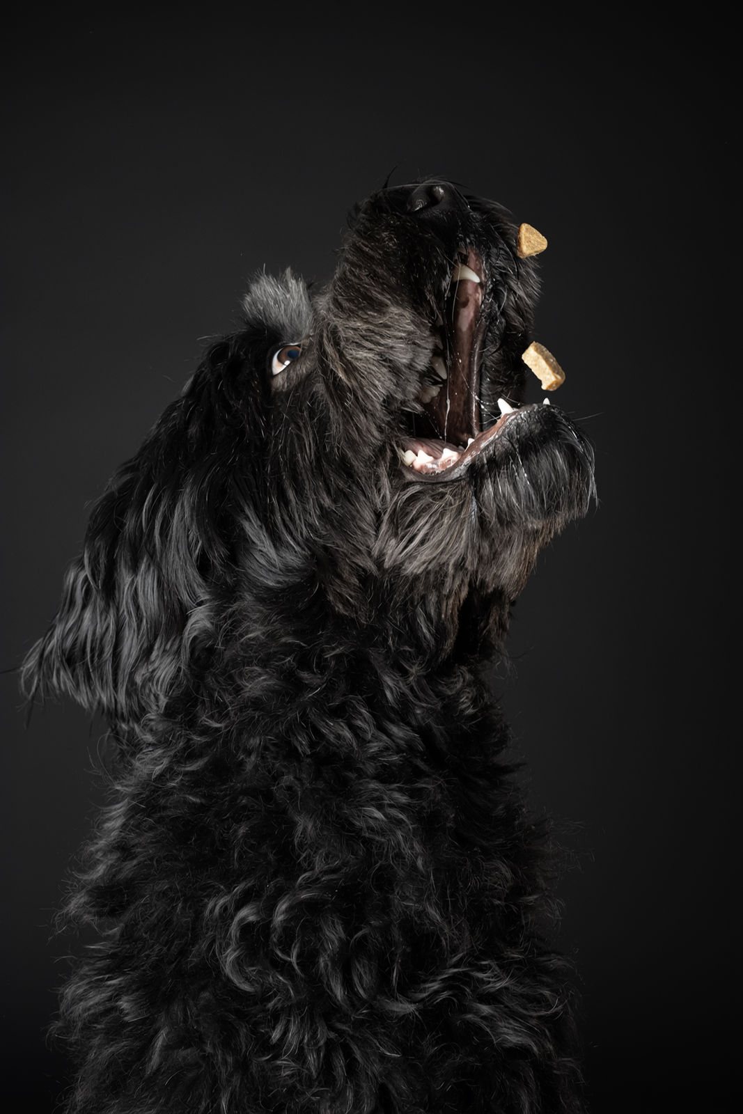 Schwarzer Hund fängt ein Leckerli, Studioaufnahme vor dunklem Hintergrund