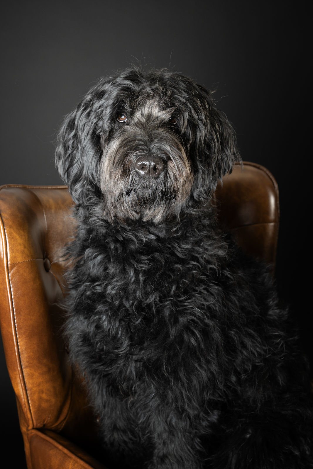 Schwarzer Hund sitzt im braunen Ledersessel, Studioportrait