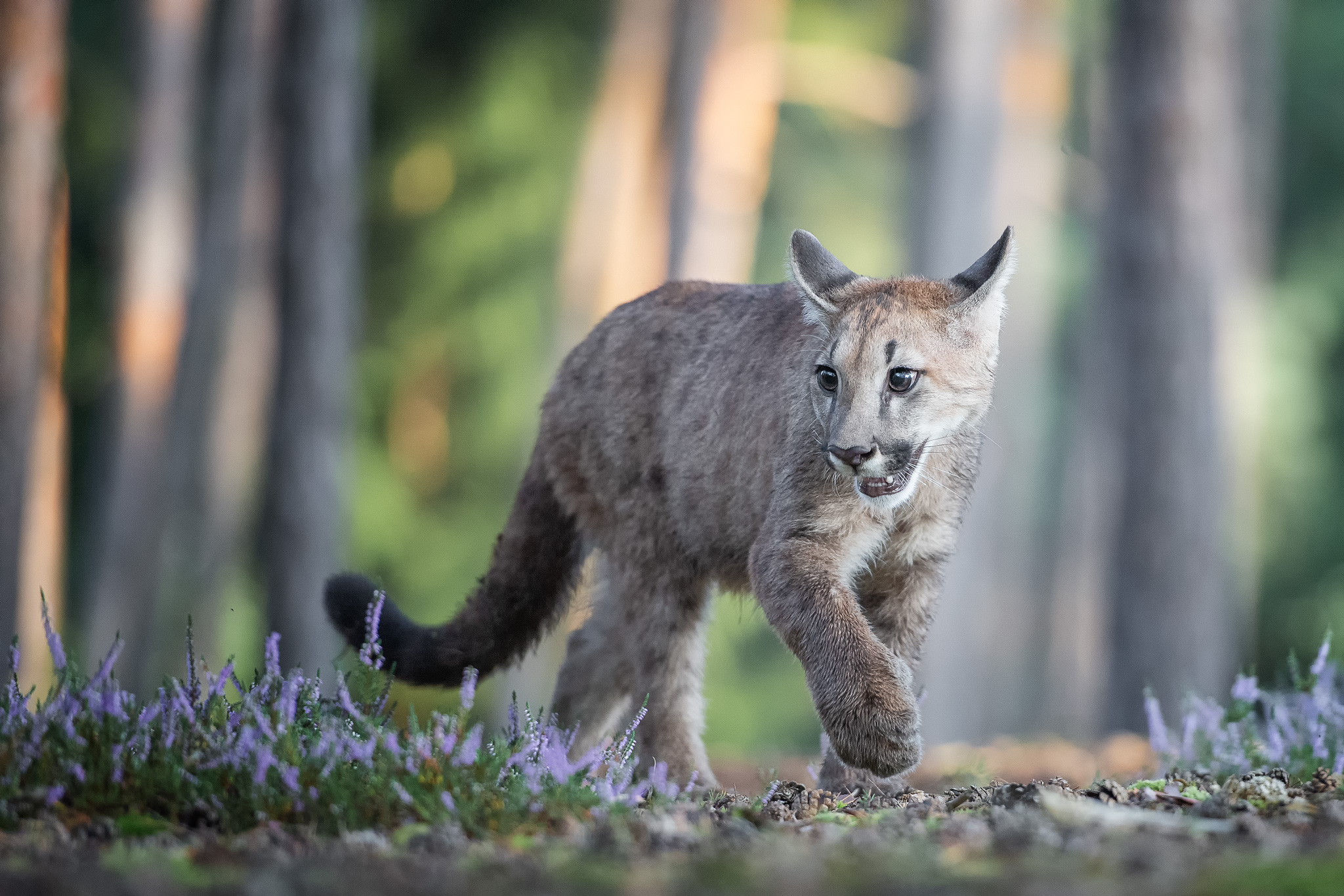 Junger Puma im lichten Wald